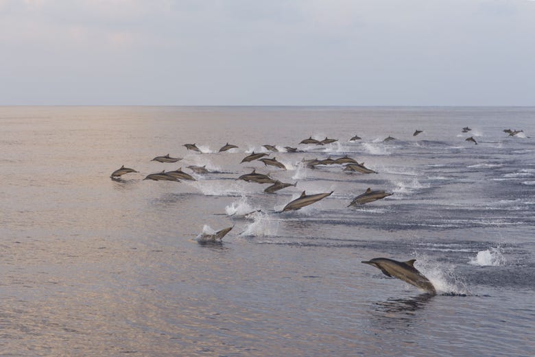 Manada de delfines en Dhiffushi
