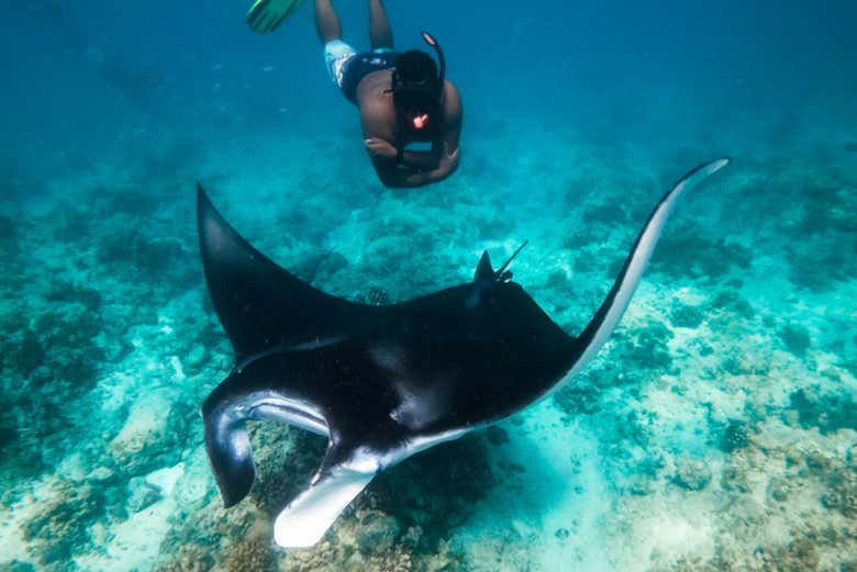 Nadando con una mantarraya en Dhiffushi