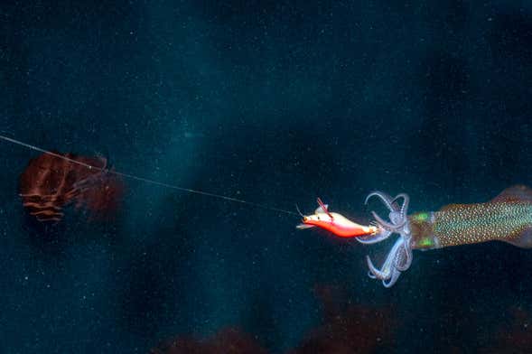 Pesca nocturna en Dhiffushi