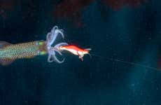 Pesca nocturna en Dhiffushi