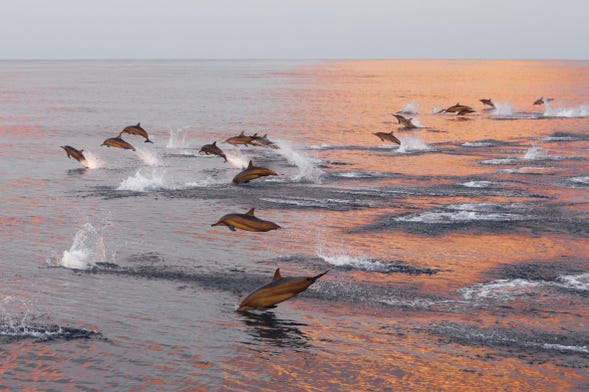 Avistamiento de delfines en Huraa