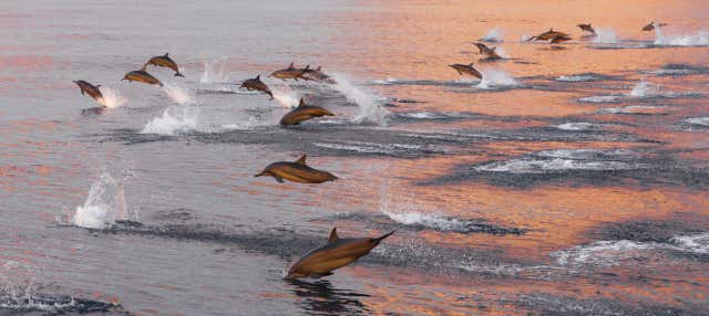 Avistamiento de delfines en Huraa
