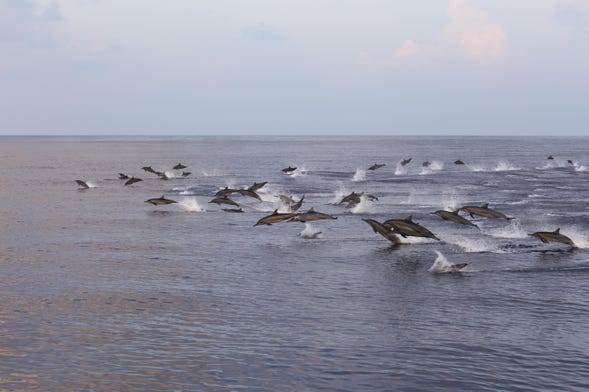 Avistamiento de delfines en Malé