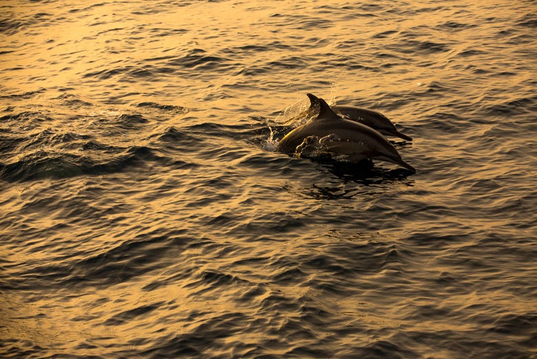 Delfines nadando junto al barco